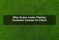 Why Grass Looks Patchy: Common Causes to Check