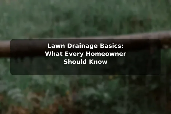 Lawn Drainage Basics: What Every Homeowner Should Know
