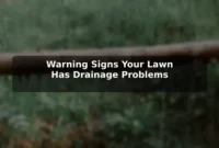 Warning Signs Your Lawn Has Drainage Problems