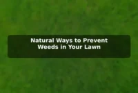 Natural Ways to Prevent Weeds in Your Lawn