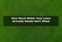 How Much Water Your Lawn Actually Needs Each Week