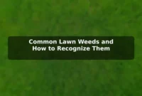 Common Lawn Weeds and How to Recognize Them