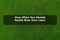 How Often You Should Really Mow Your Lawn How Often You Should Really Mow Your Lawn