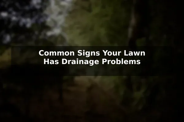 Common Signs Your Lawn Has Drainage Problems