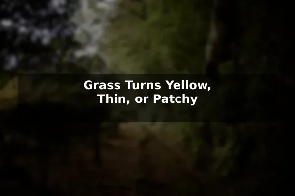 Grass Turns Yellow, Thin, or Patchy
