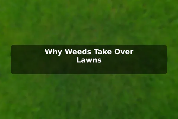 Why Weeds Take Over Lawns