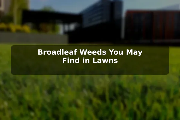 Broadleaf Weeds You May Find in Lawns