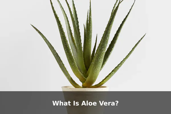 What Is Aloe Vera?