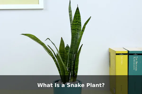 What Is a Snake Plant?
