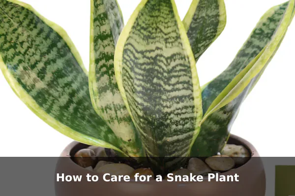 How to Care for a Snake Plant