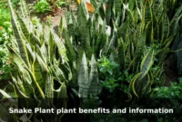 Snake Plant plant benefits and information