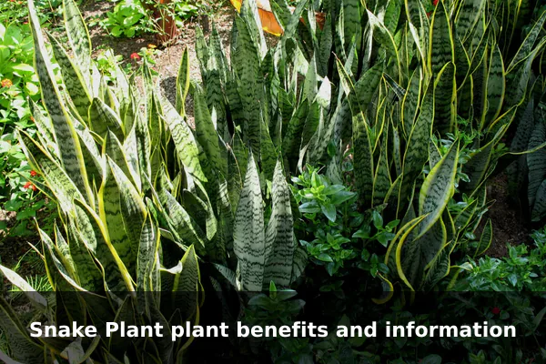 Snake Plant plant benefits and information