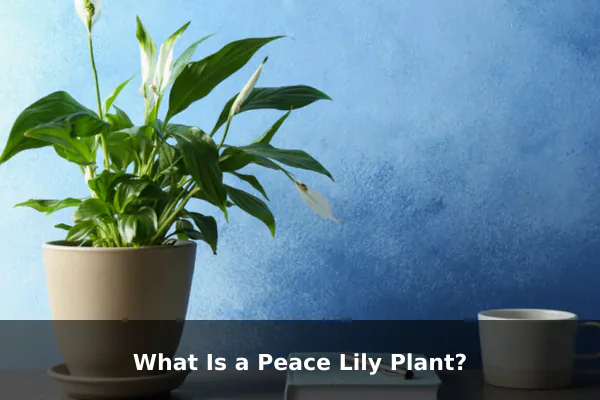What Is a Peace Lily Plant?