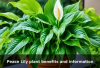 Peace Lily plant benefits and information