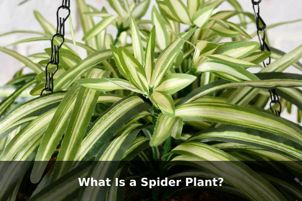 What Is a Spider Plant?