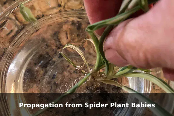 Propagation from Spider Plant Babies
