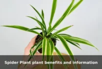 Spider Plant plant benefits and information
