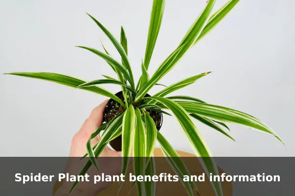 Spider Plant plant benefits and information