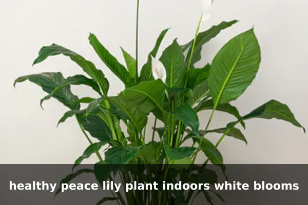 healthy peace lily plant indoors white blooms