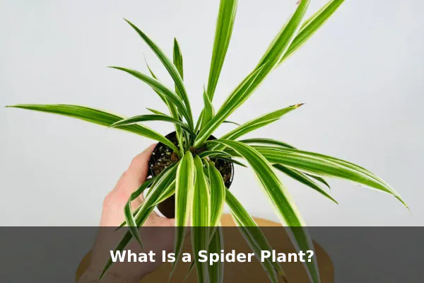 What Is a Spider Plant?