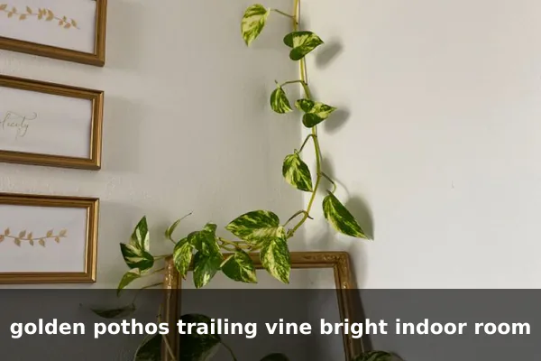 golden pothos trailing vine bright indoor room