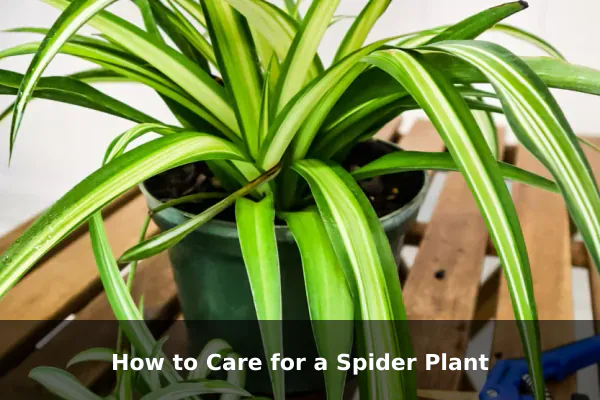 How to Care for a Spider Plant