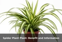 Spider Plant Plant: Benefit and Information
