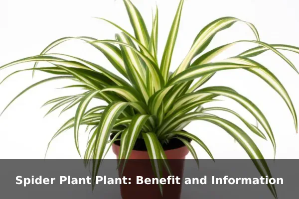 Spider Plant Plant: Benefit and Information