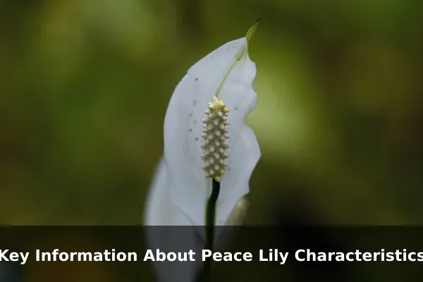 Key Information About Peace Lily Characteristics