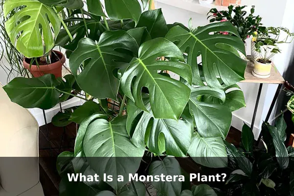 What Is a Monstera Plant?