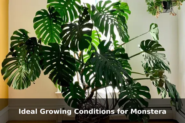 Ideal Growing Conditions for Monstera