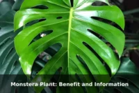 Monstera Plant: Benefit and Information