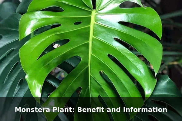 Monstera Plant: Benefit and Information