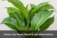 Peace Lily Plant: Benefit and Information