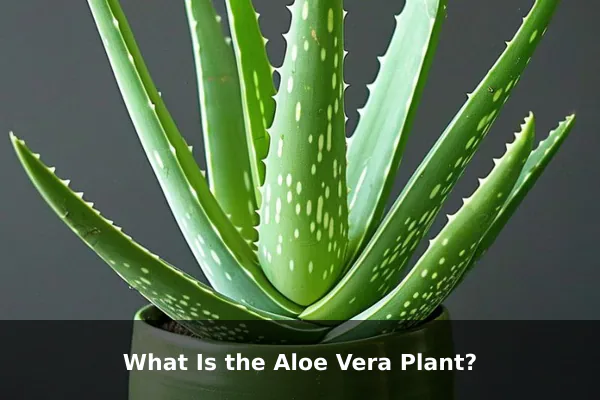 What Is the Aloe Vera Plant?