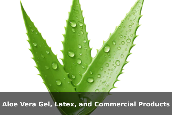 Aloe Vera Gel, Latex, and Commercial Products