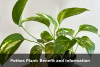 Pothos Plant: Benefit and Information