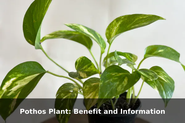 Pothos Plant: Benefit and Information