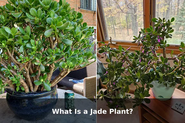 What Is a Jade Plant?