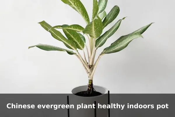Chinese evergreen plant healthy indoors pot