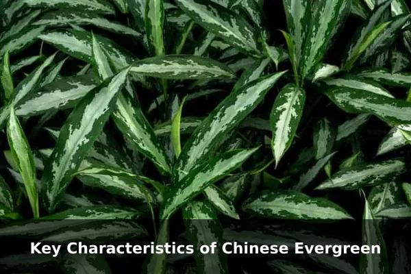Key Characteristics of Chinese Evergreen