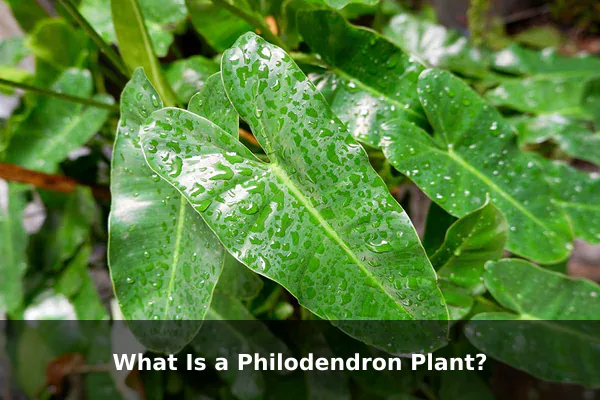 What Is a Philodendron Plant?