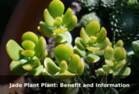 Jade Plant Plant: Benefit and Information