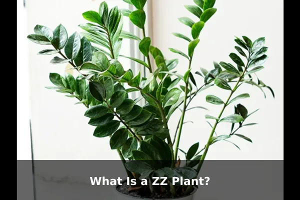 What Is a ZZ Plant?
