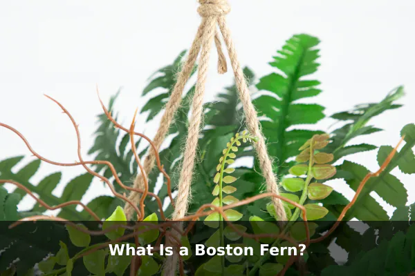 What Is a Boston Fern?