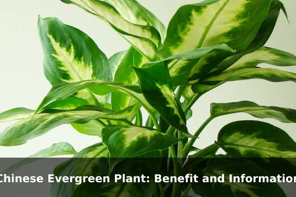Chinese Evergreen Plant: Benefit and Information