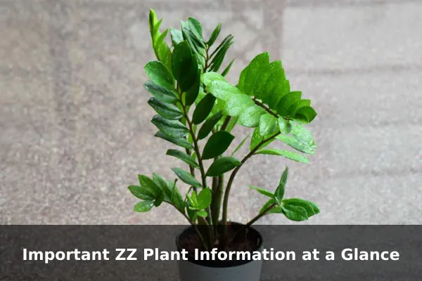 Important ZZ Plant Information at a Glance