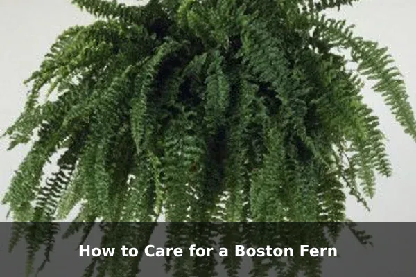 How to Care for a Boston Fern