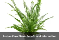 Boston Fern Plant: Benefit and Information