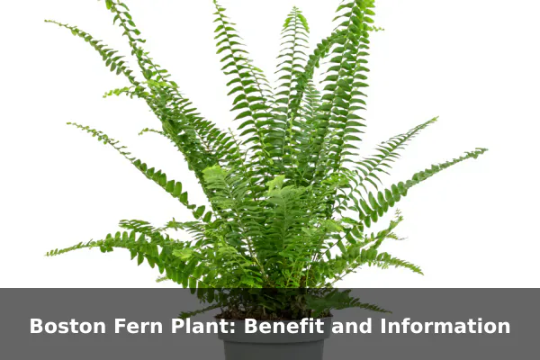 Boston Fern Plant: Benefit and Information